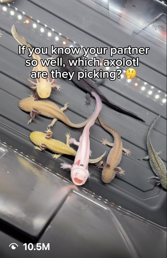 Axolotl Planet sample